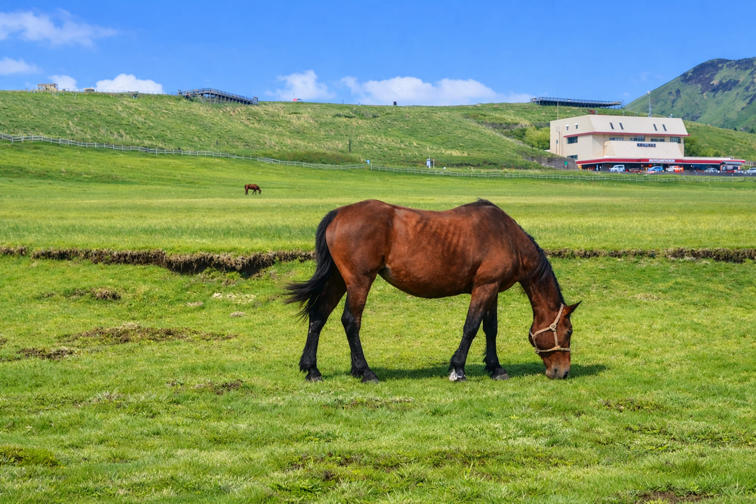 草千里と馬